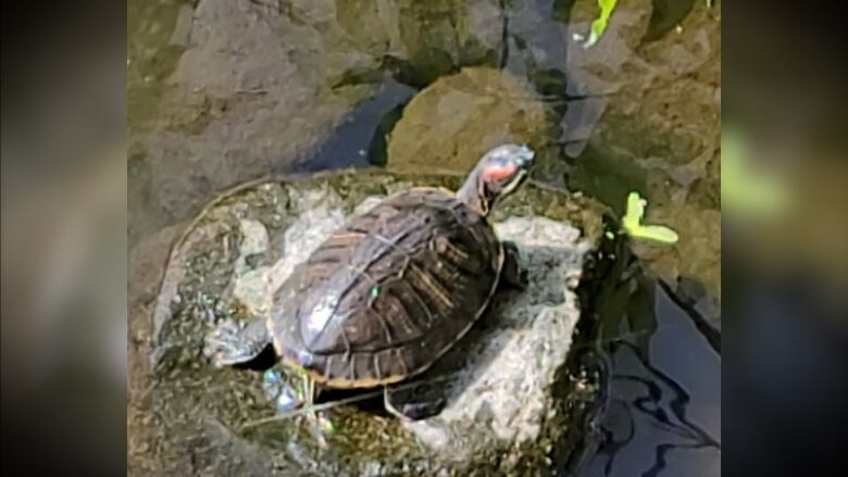 A turtle basks on a rock in a pond in Bowring Park.