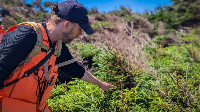 A man with an orange vest and dark blue shirt points at alpine vegetation near a beach on a sunny day.