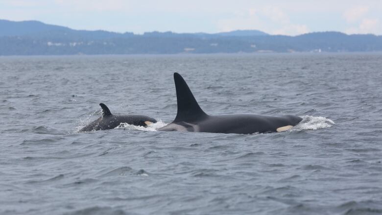 A small killer whale is seen swimming with a much larger one in the sea.