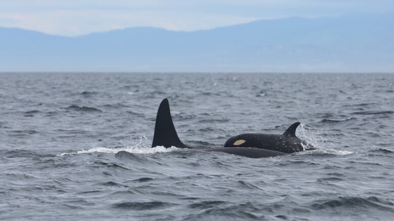 A small killer whale is seen swimming with a much larger one in the sea.