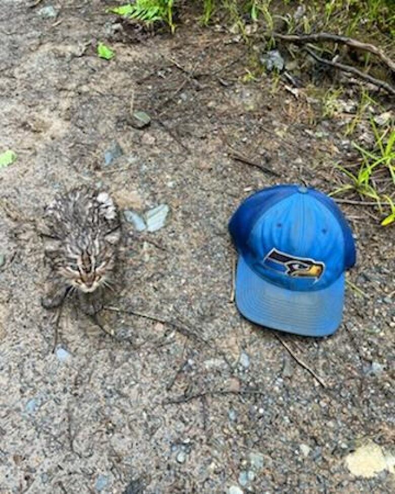 A tiny baby bobcat covered in mud is on the ground next to a blue baseball hat.