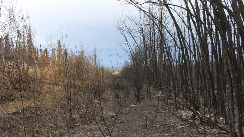 A line of burnt trees with ash on the ground next to a road.