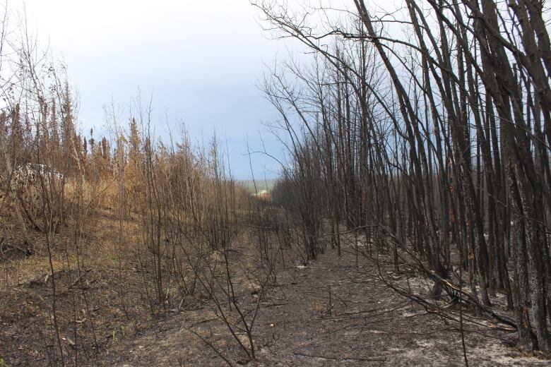 A line of burnt trees with ash on the ground next to a road.