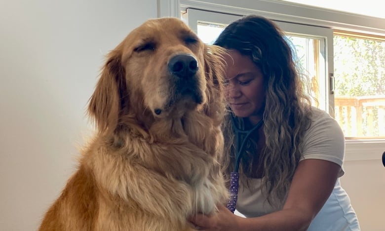 A vet checking on a dog who looks content.