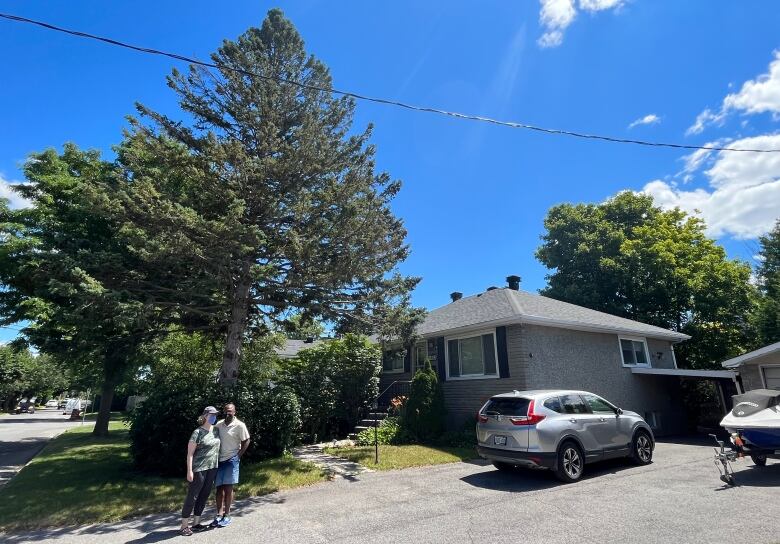 A large coniferous tree leaning slightly toward a house.