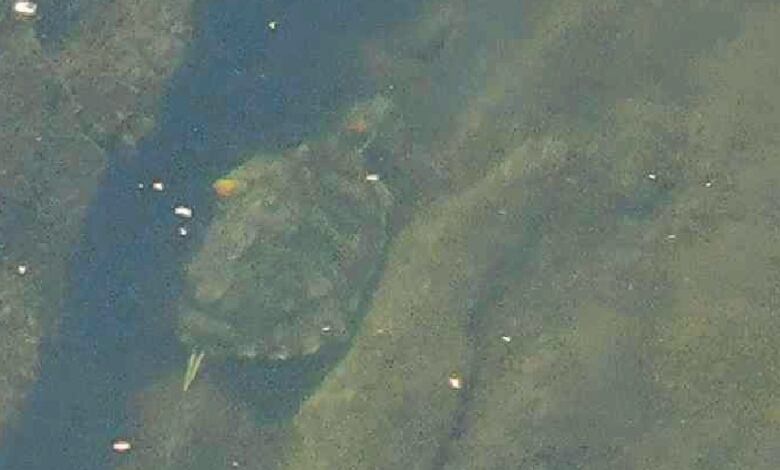 A turtle swims in the Waterford River in St. John's.