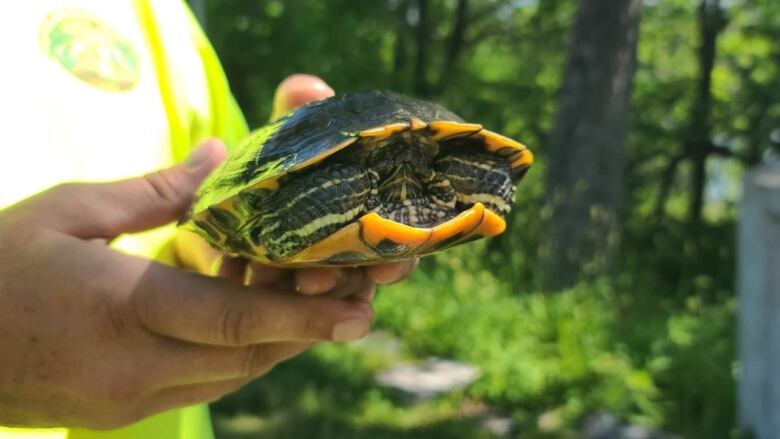 A man holds a turtle in his hands. 