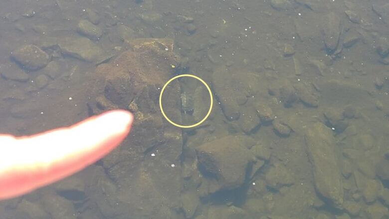 A woman's finger points towards a turtle, barely visible in the river below.