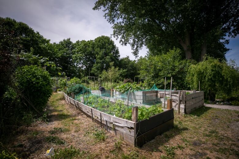 A community garden.