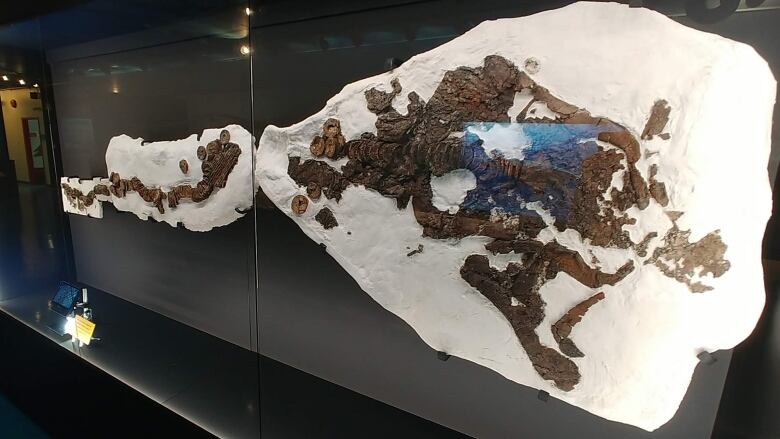 The large skeletal remains of an ancient shark are seen embedded in half of a plaster jacket.