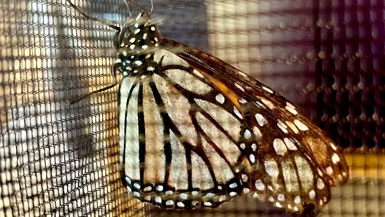 Monarch butterfly in a screen enclosure.