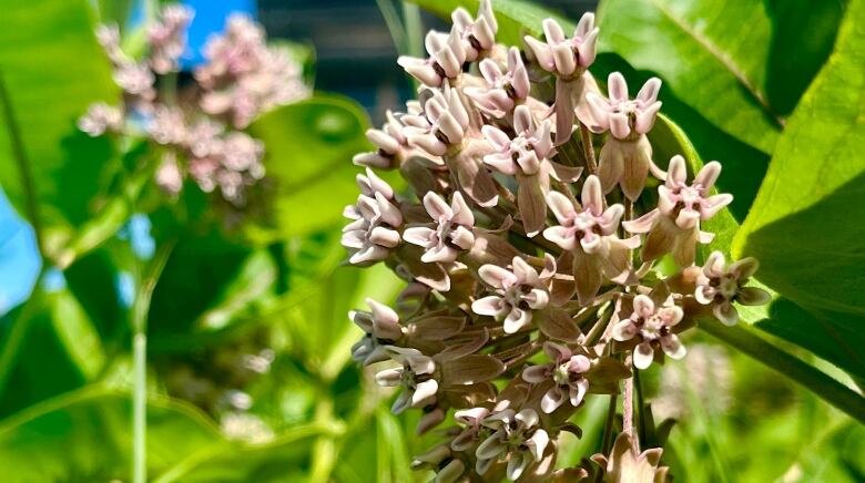 Plant in bloom.