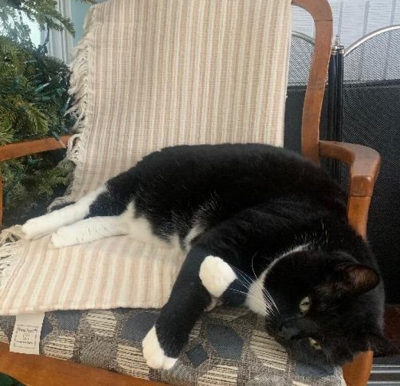 A black and white cat rests on the seat of a chair. 