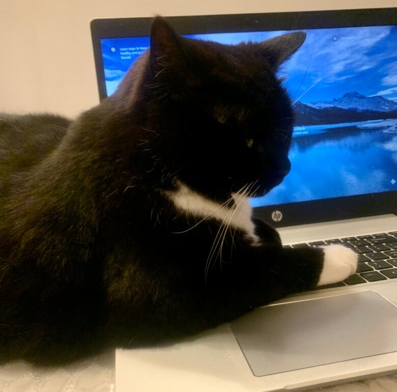 A black and white cat sits on a laptop computer. 