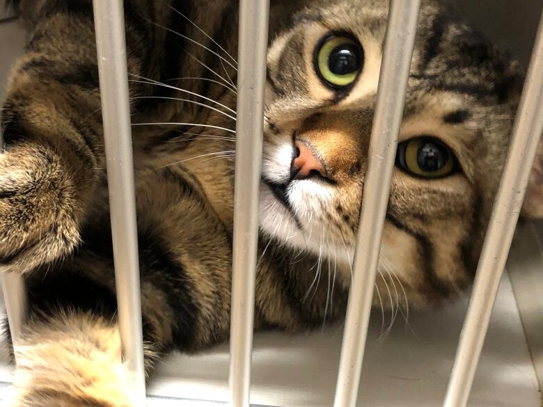 A cat behind some bars in a shelter.