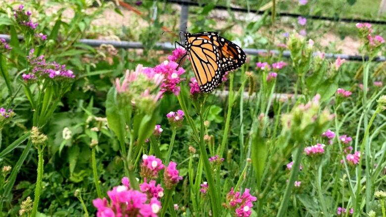 A colourful, orange and black, monarch butterfly sits on a pink flowered plant.