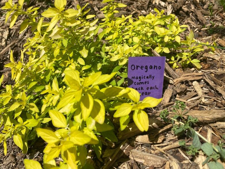 A patch of oregano in a close-up view, along with a small sign that reads 'Oregano - Magically comes back each year.'