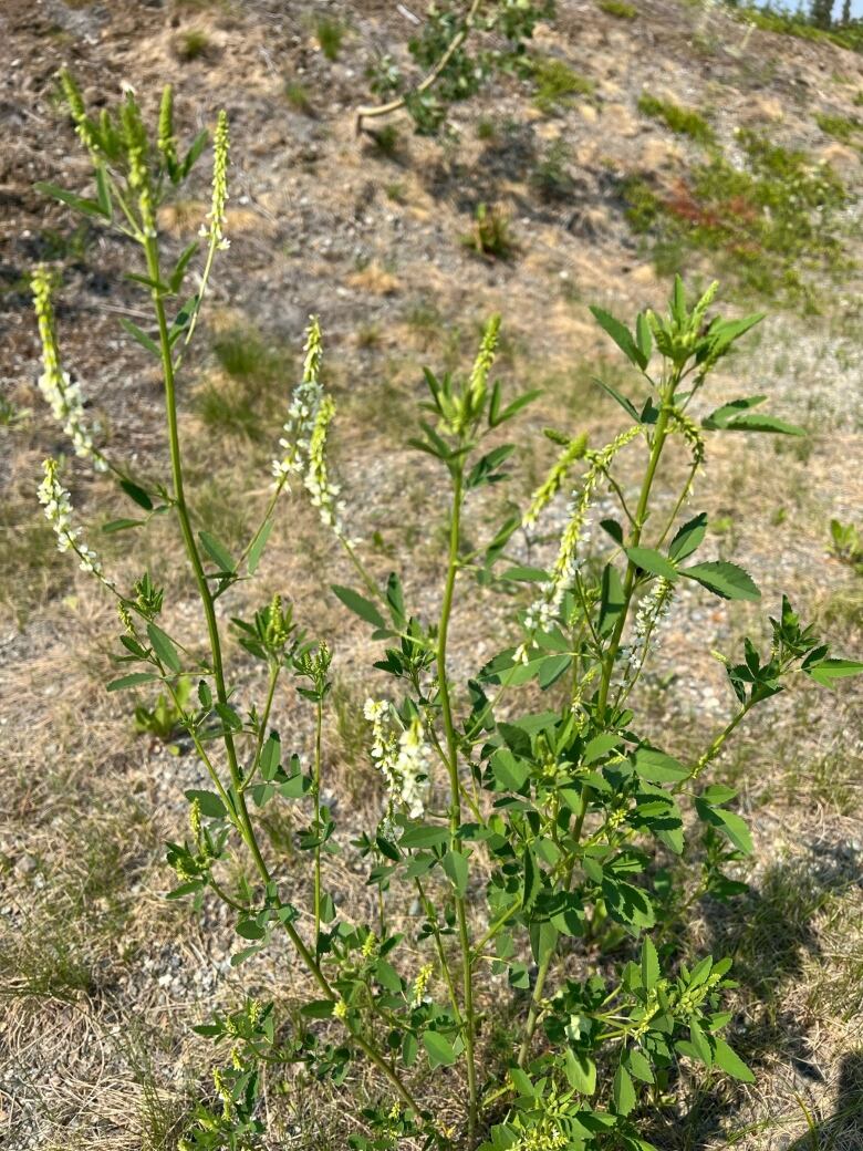 Sweet clover grows on a rocky, grassy hilllside.