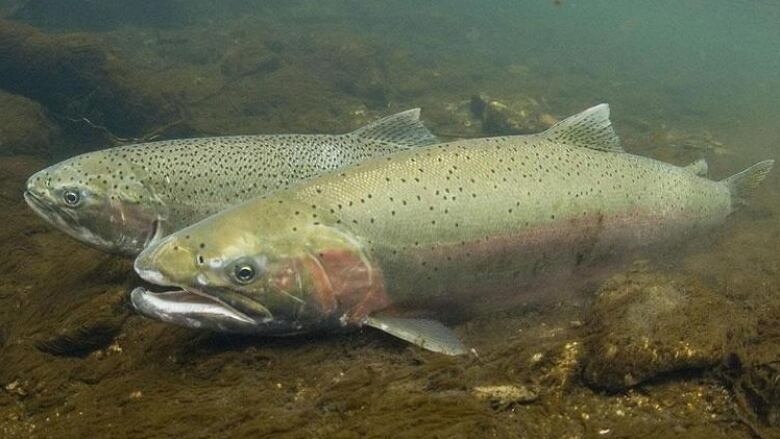 Two steelhead trout in water.