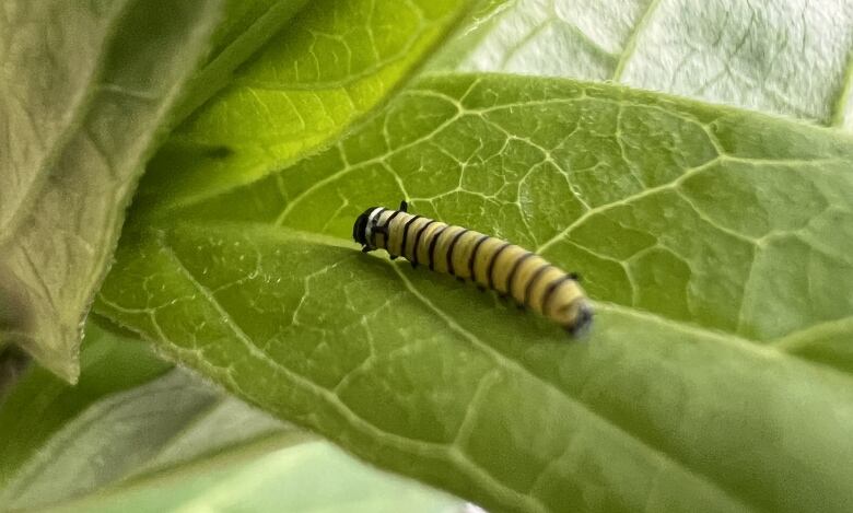 A monarch caterpillar on a leaf