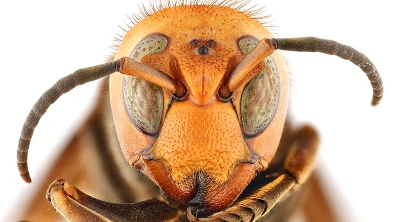 A close up of a yellow Northern giant hornet.