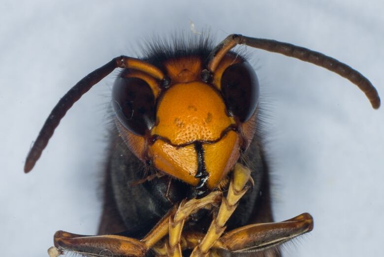 A close up of a yellow Asian hornet.