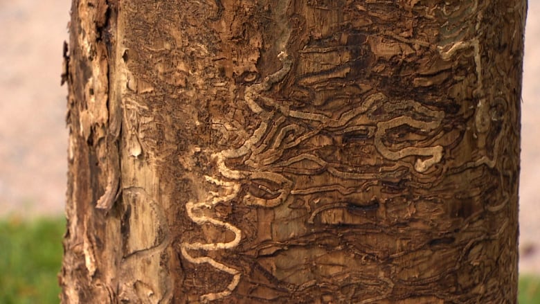 A series of squiggly brown lines are seen under the bark of a dead ash tree.