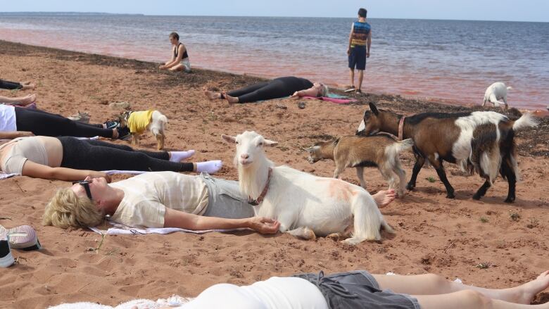 Goats relax on beach with people.