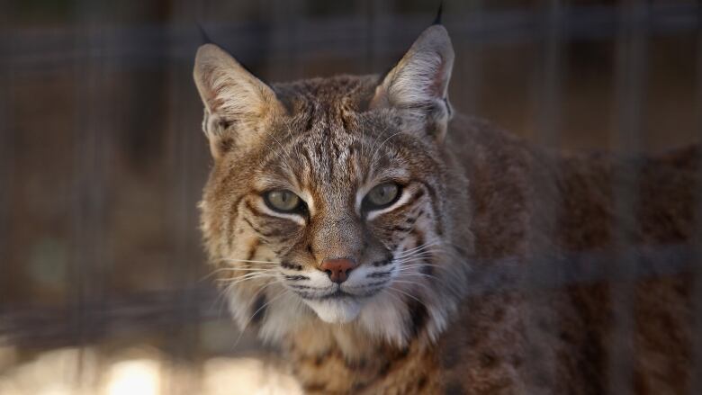 A bobcat stares at the  camera behind a cage.