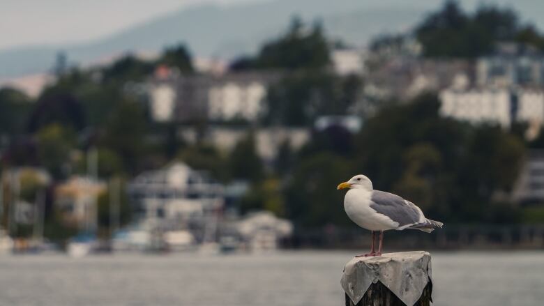 A gull.