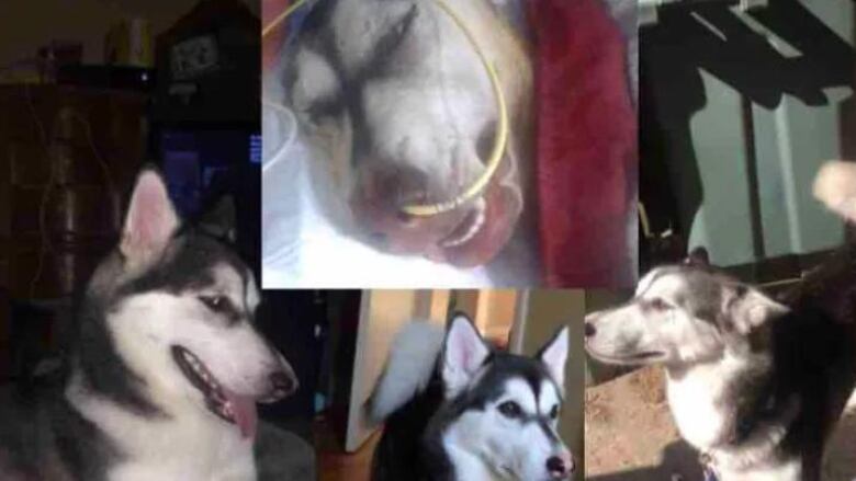 Angel, a husky, was found burned and injured July 29 after going missing from her home. Owner Susan Dasilva says her family is very upset by what took place and want to bring justice to the dog's death.