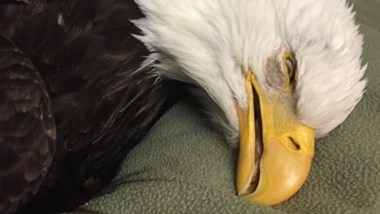 A bald eagle lies on its side, looking unhealthy as it suffers from lead poisoning.