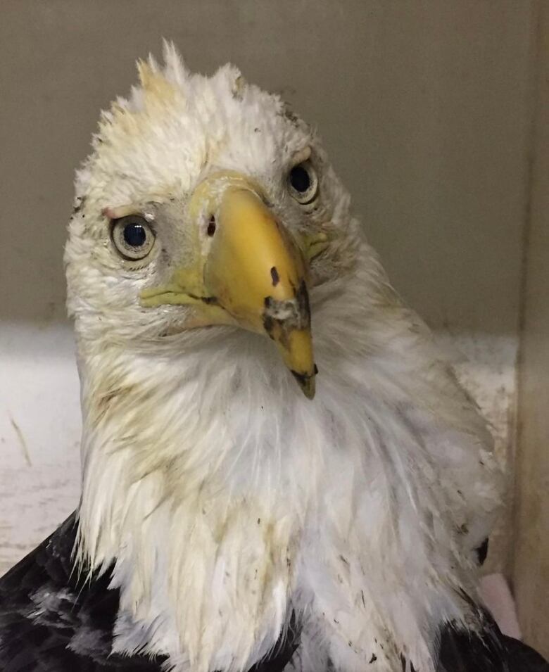 A bald eagle looks at the camera. It has marks on its beak.