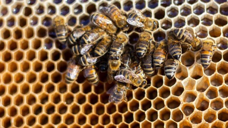 Close-up of bees clustered on a honeycomb.