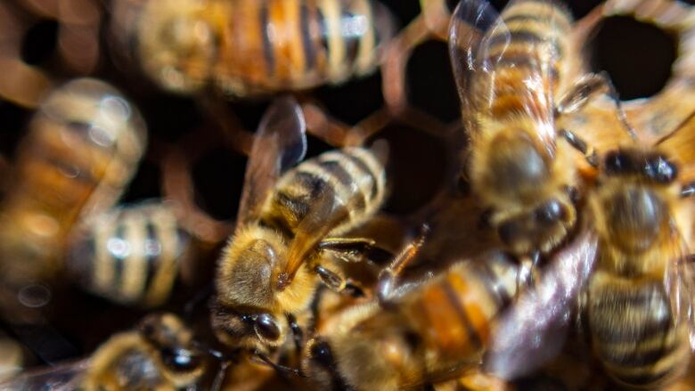 Bees buzz in their hives at Clark Apiaries on Wednesday, Aug. 3, 2022. 