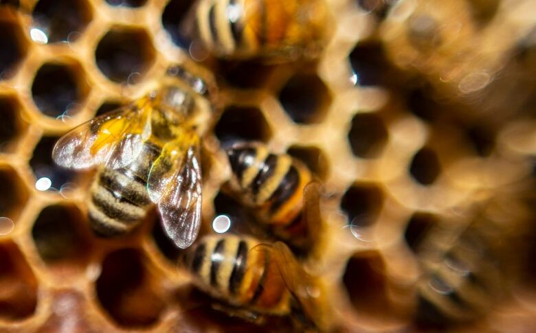 Close-up of four bees on a honeycomb pattern.