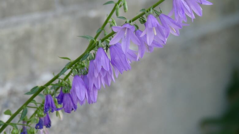 Photo is of a creeping bellflower. It has purple bellshaped flowers coming out of a long skinny green stem.