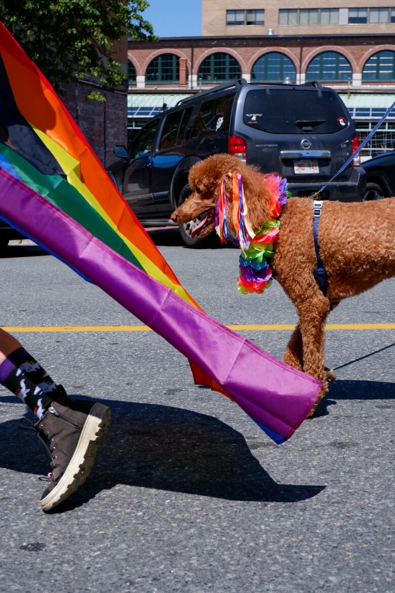 Dog walking in pride parade