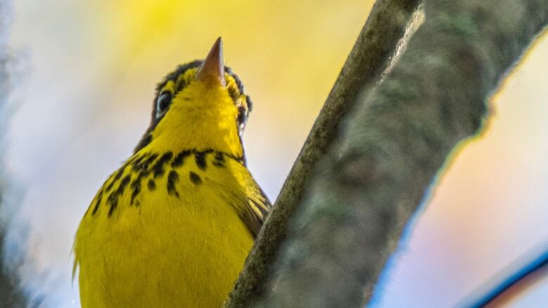 Yellow bird (Canada Warbler) standing on branch.