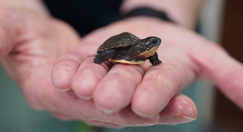 A Blanding turtle hatchling crawls toward the viewer on the folded, palm-up hands of a an adult white man. It's front arms barely reach across the three fingers middle fingers of the upper palm. The turtle has a dark green shell, arms and head with a yellow throat and belly and is facing the right-hand side of the frame.