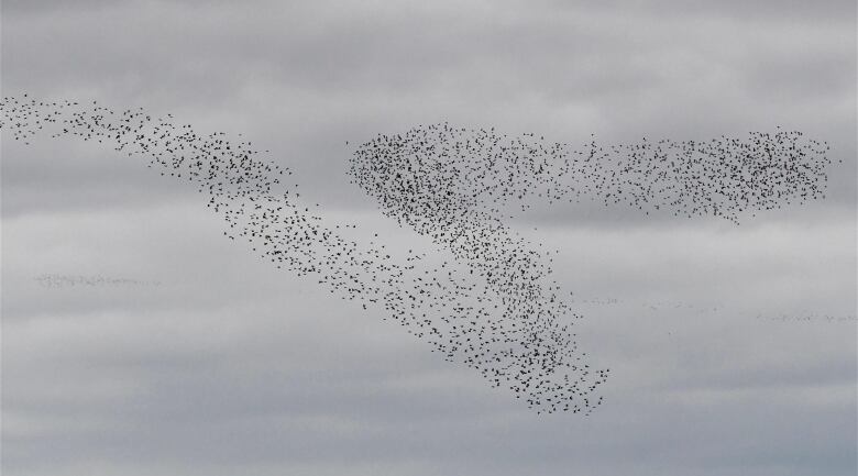 Birds in a crowd in the air