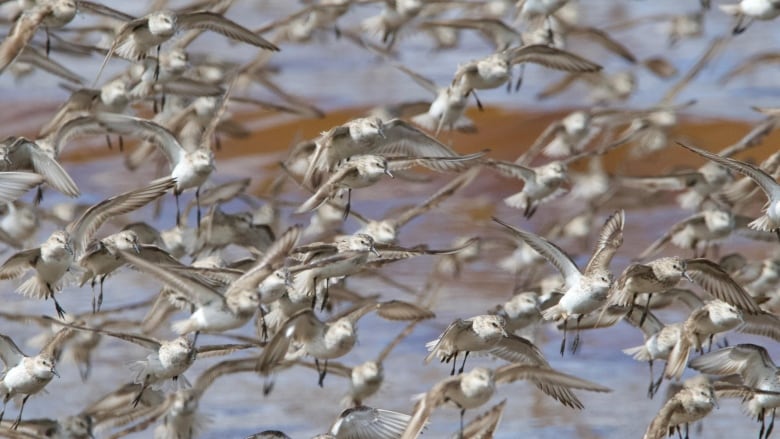 A flock of shorebirds