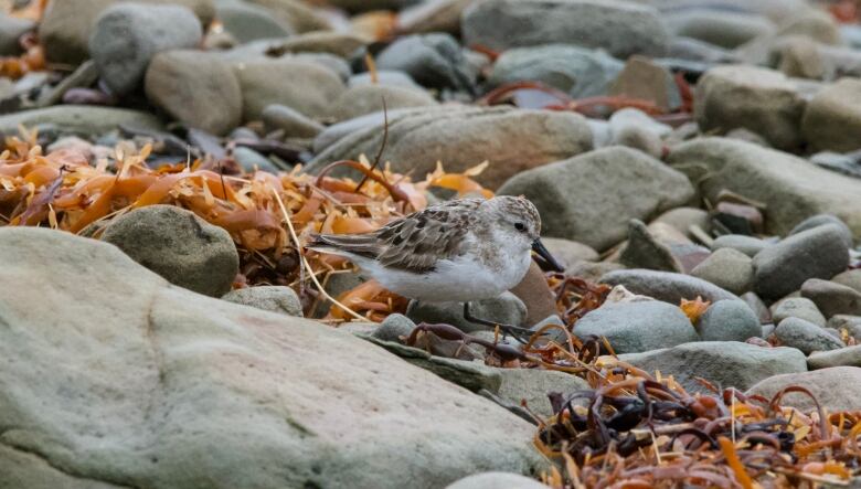 A tiny white and brown bird sits on a rocky beach.