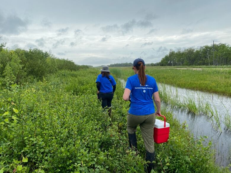 Two people in blue shirts walk through a marsh area. The person in the foreground is holding a small red cooler.