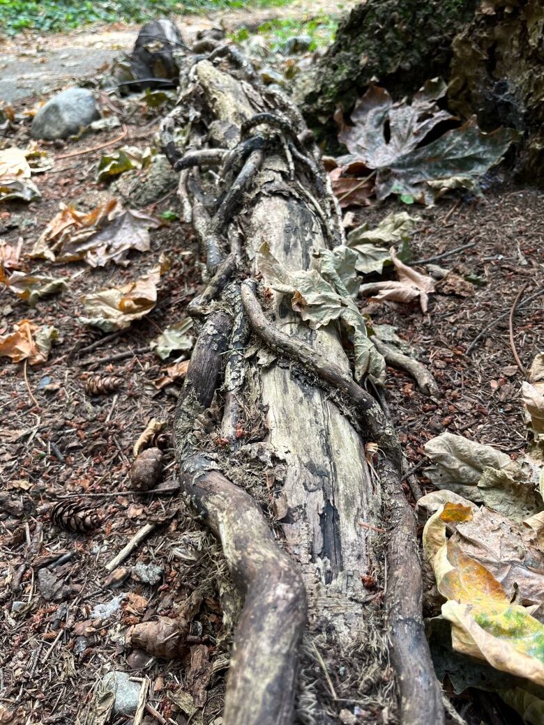 A dead tree on the forest floor.