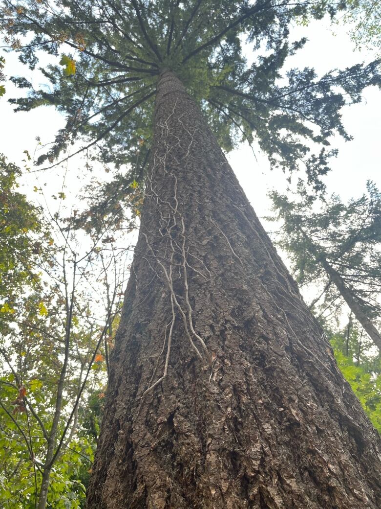 A tree covered in dead ivy vines.