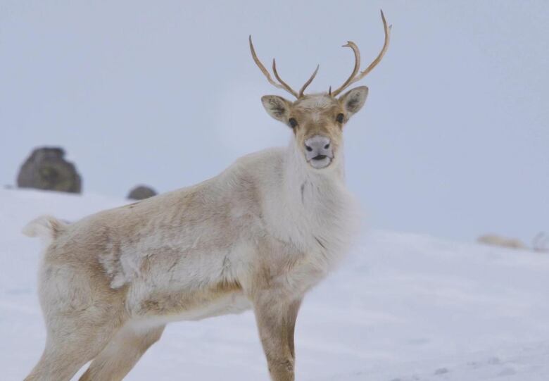 A young caribou with small antlers stands on a snowy landscape 