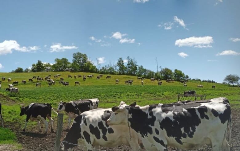 Dairy cows graze in a green pasture. 