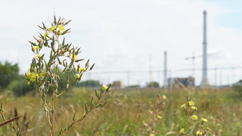 A wildflower is pictured in the foreground in front of a sewage treatment centre.