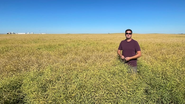 A farmer in west central Saskatchewan stands in the middle of a large field of yellow canola on a sunny day. He is wearing sunglasses and a red shirt. The sky is bright blue.